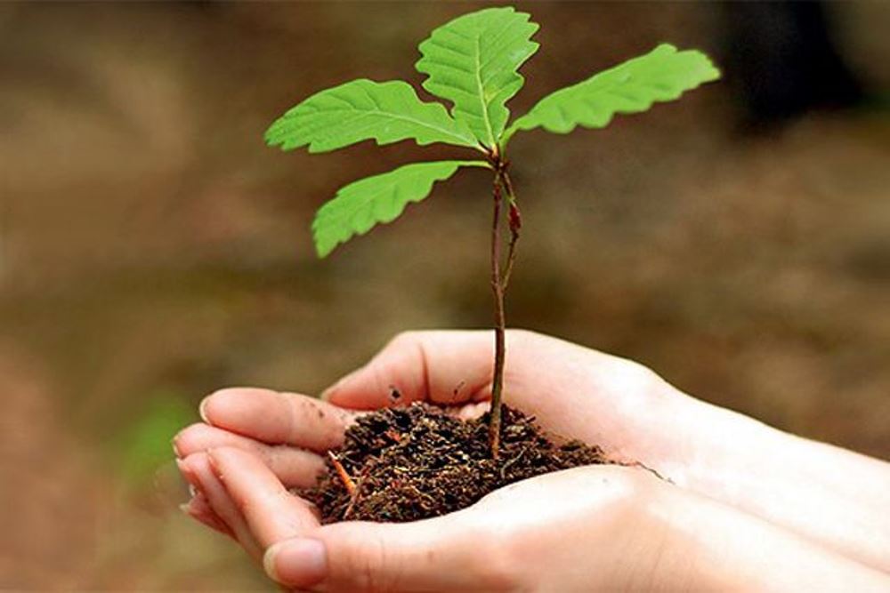 Свыше 400 тысяч деревьев высажено в рамках акции «Неделя леса» на территории Бобруйского лесхоза