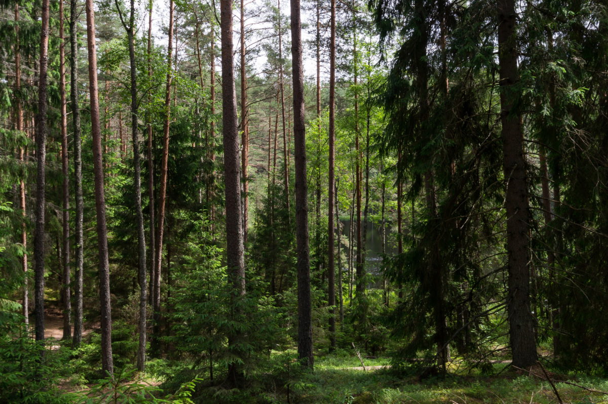Запрет на посещение лесов действует уже в 72 районах Беларуси