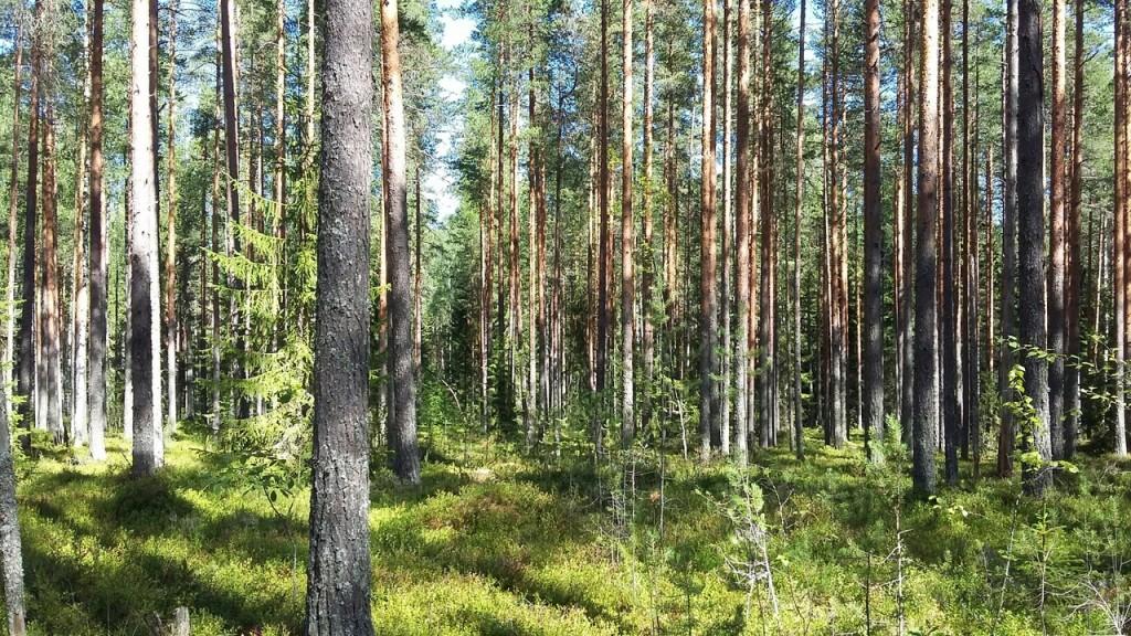 Запрет на посещение лесов снят в двух районах Могилевской области