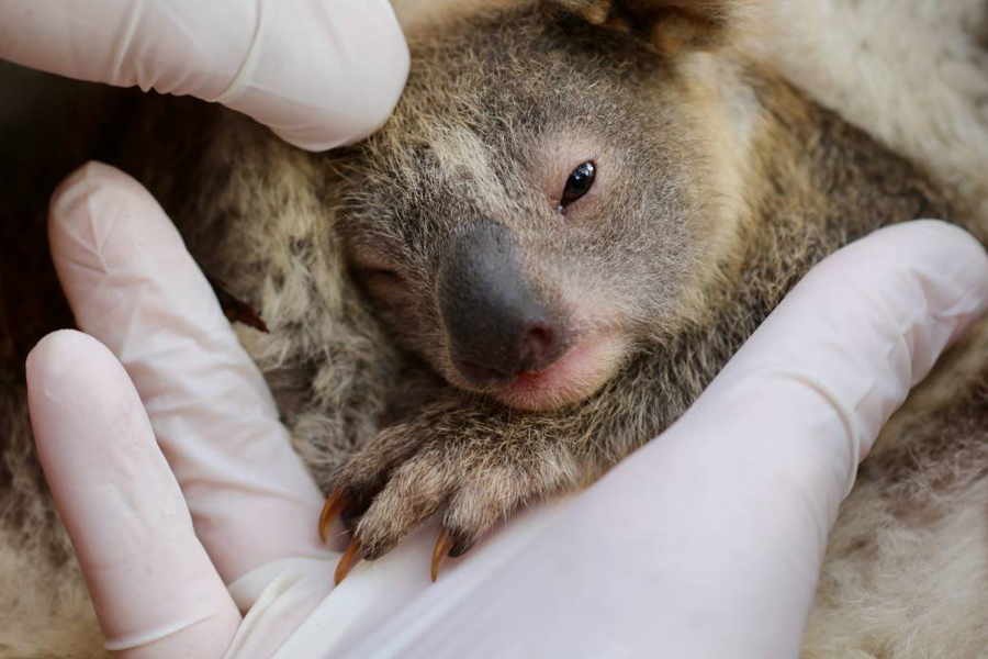 В австралийском зоопарке родилась первая после пожаров в начале года коала