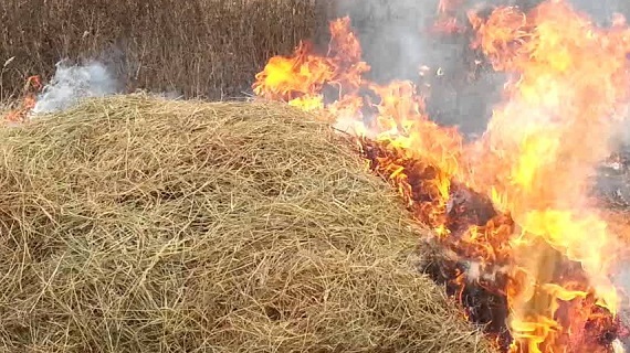 100 тонн сена сгорело в Бобруйском районе