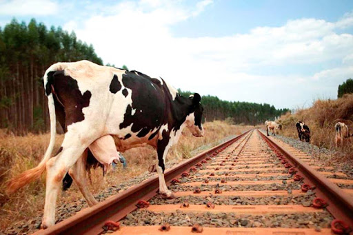Выпас скота вблизи железной дороги запрещен и опасен!