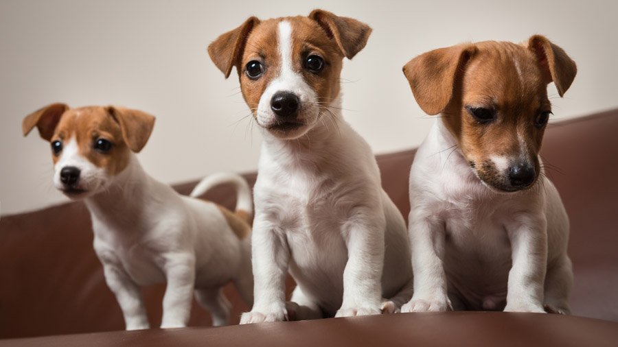 Что нужно знать о налогах владельцам собак