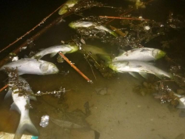 Сообщать о гибели рыбы просит комитет природоохраны Могилевской области