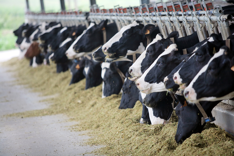 За 5 месяцев темп роста производства молока в сельхозорганизациях Бобруйского района составил 115%