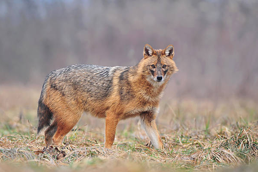 В Беларуси зарегистрирован новый для белорусской фауны вид – золотистый шакал