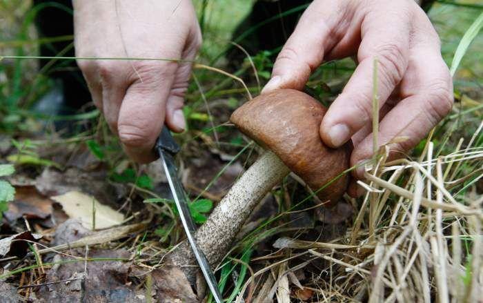 Три случая отравления грибами зарегистрировано с начала года в Могилевской области