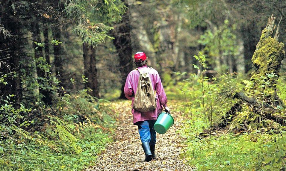 С начала июля семь человек заблудились в лесах Могилевской области