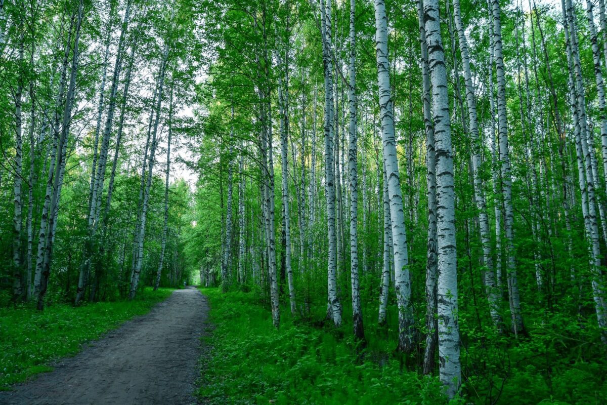 Запрет на посещение лесов действует в Бобруйском районе