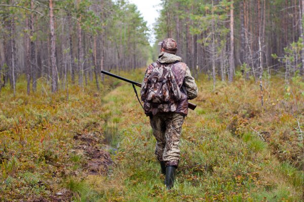 Сезон охоты на лося, оленя и лань открывается 20 августа