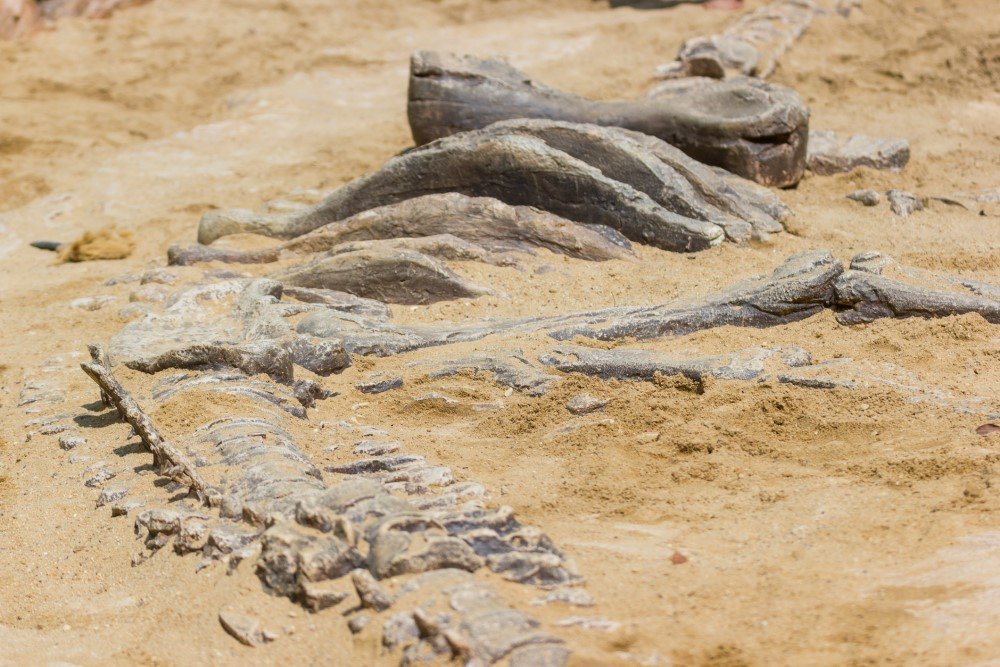 На востоке Китая найдены останки нового вида динозавров