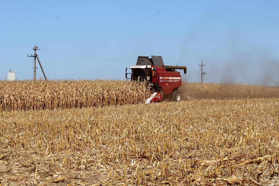 В Беларуси начали уборку кукурузы на зерно