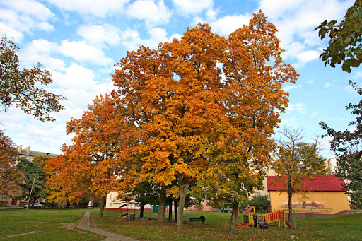 Оранжевый уровень опасности из-за сильного ветра и ливней объявлен на 17 сентября в Могилевской области