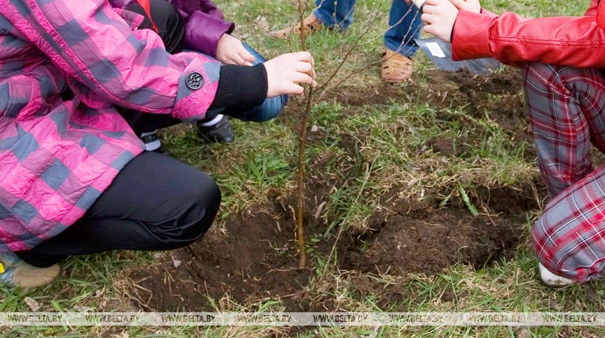 Более 50 аллей семейных деревьев заложат в Беларуси этой осенью