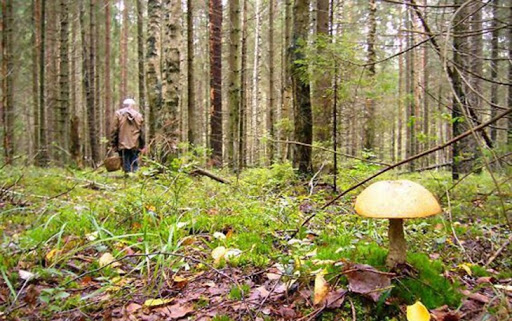 МЧС напомнил грибникам о правилах безопасности в лесу