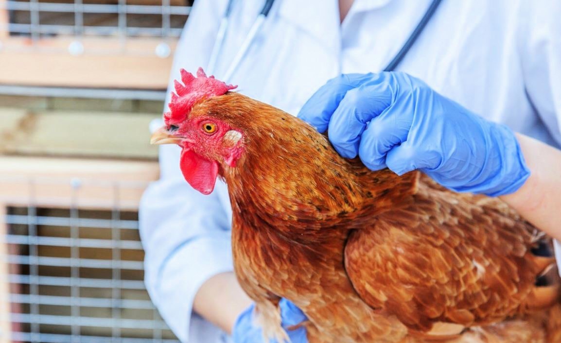 Беларусь ограничивает ввоз птицы из трех регионов Великобритании из-за птичьего гриппа