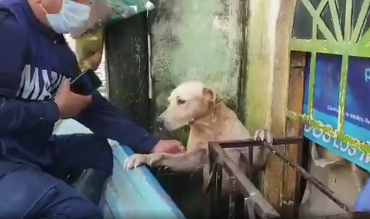 В Мексике моряки спасли собаку во время наводнения