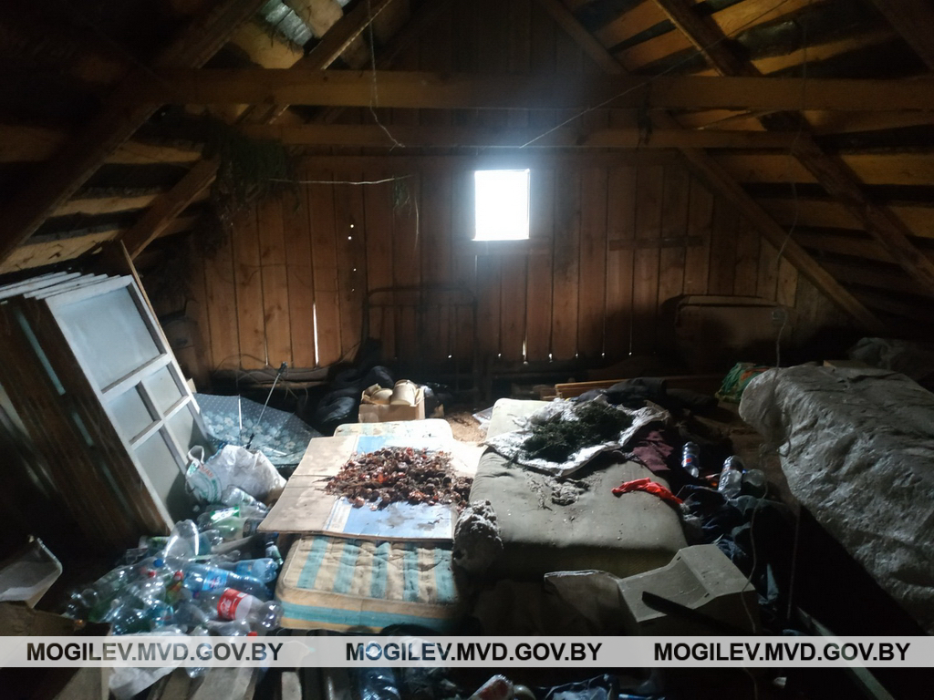В Бобруйском районе горожанин избил на даче знакомого из-за шифера и двух кустов марихуаны