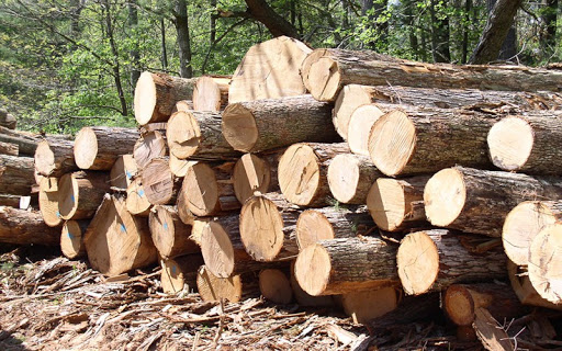 В Беларуси глубина переработки древесины подходит к 100 процентам