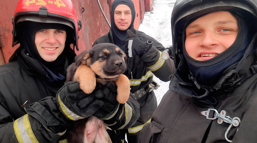 Работники МЧС помогли щенкам, которые застряли между гаражами