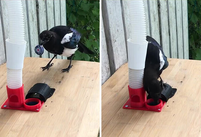 Шведский инженер собрал автоматическую кормушку для птиц. Она выдает еду в обмен на мусор