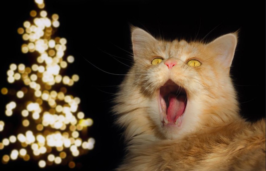 Кот и новогодняя елка: 20 фото, которые заставят вас улыбнуться!