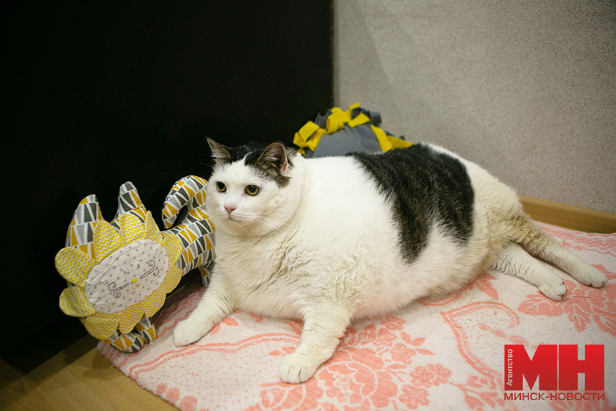 «Перышко весит почти 20 кг». В Беларуси найден самый большой кот