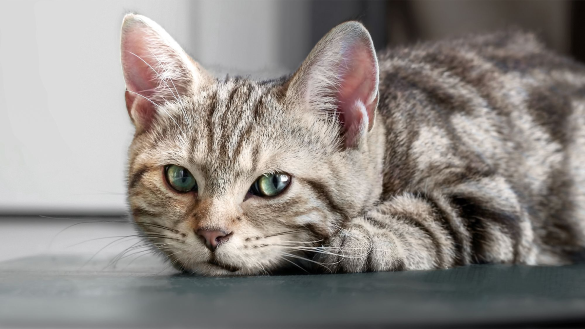 В Швейцарии зафиксирован первый случай заражения кошки коронавирусом