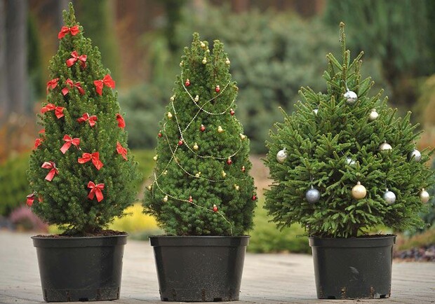 Белорусы стали чаще покупать новогодние деревья в кадках