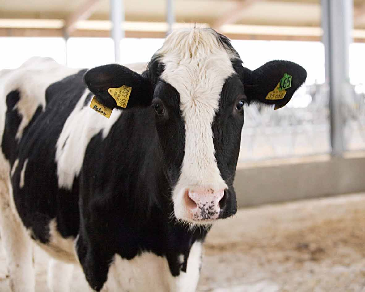 В Беларуси зарегистрировали собственную породу коров