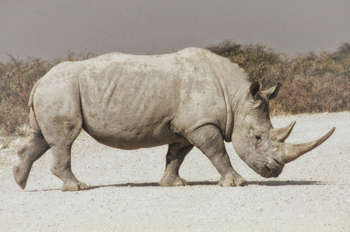 Ученые создали два эмбриона исчезающего северного белого носорога