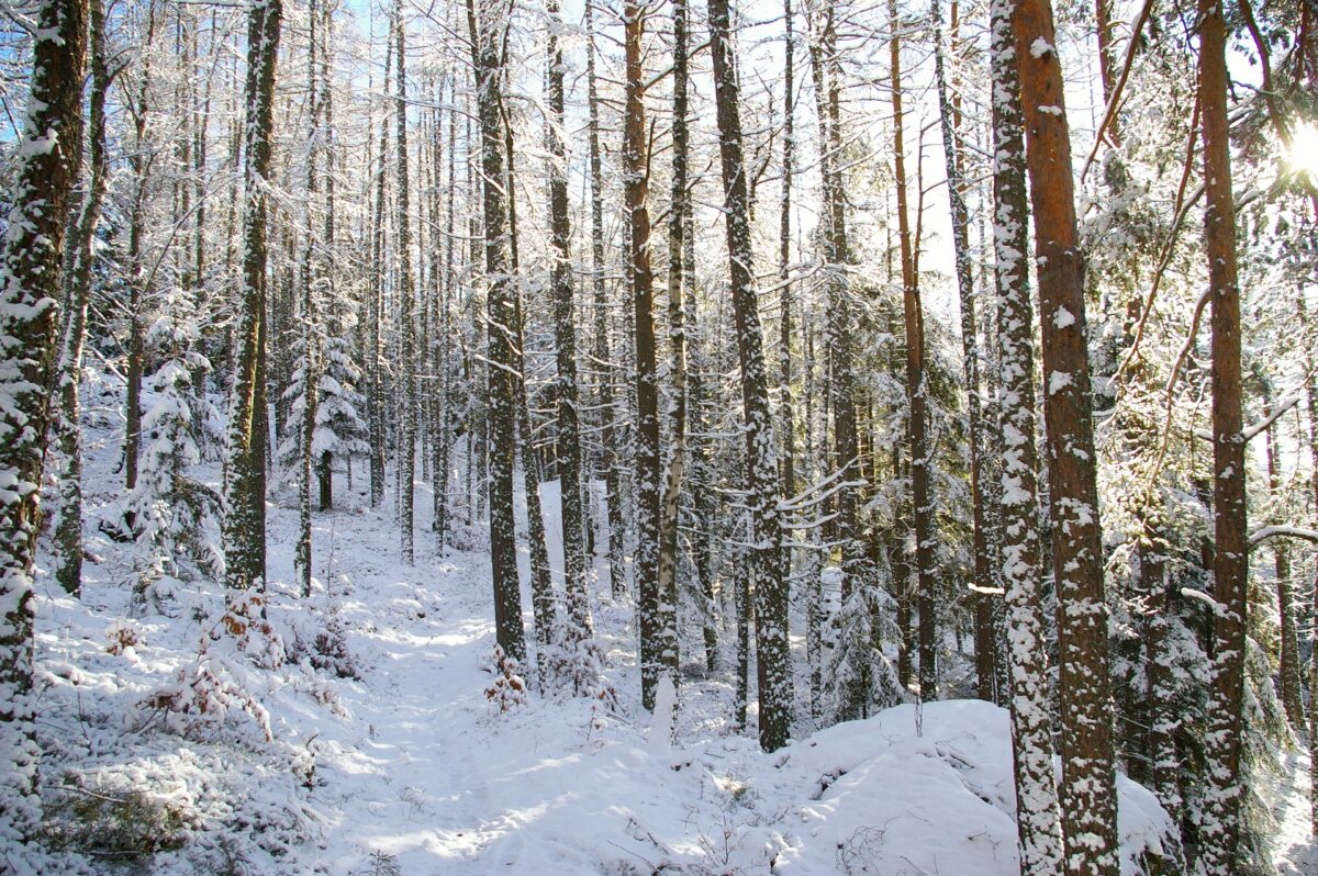 Более 46 тыс. га новых лесов появилось в Беларуси в 2020 году