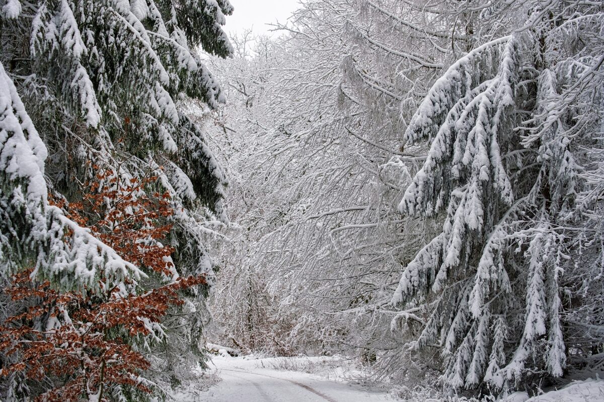 Самая холодная ночь была в Кличеве, самая «теплая» — в Костюковичах, больше всего снега – в Бобруйске