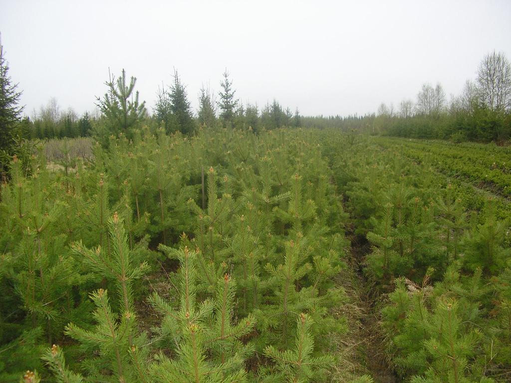 В Могилевской области в этом году планируют высадить лесные культуры на 4,4 тыс. га
