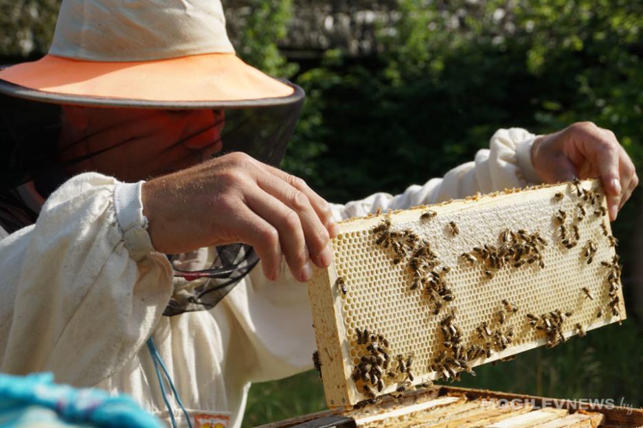 На бесплатную онлайн-лекцию по вопросам пчеловодства приглашает АПБ 18 марта