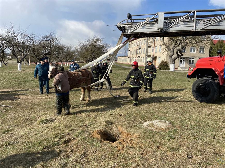 В Зельве лошадь провалилась в яму — на помощь пришли спасатели