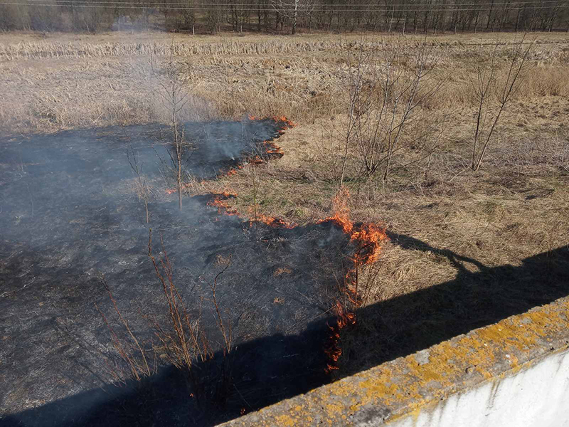 В Могилевской области за сутки произошло 14 пожаров сухой растительности