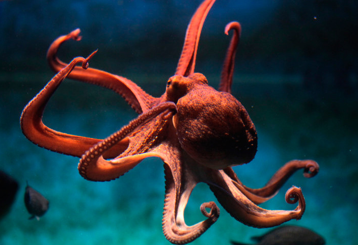 В Тихом океане нашли новый вид гигантских осьминогов