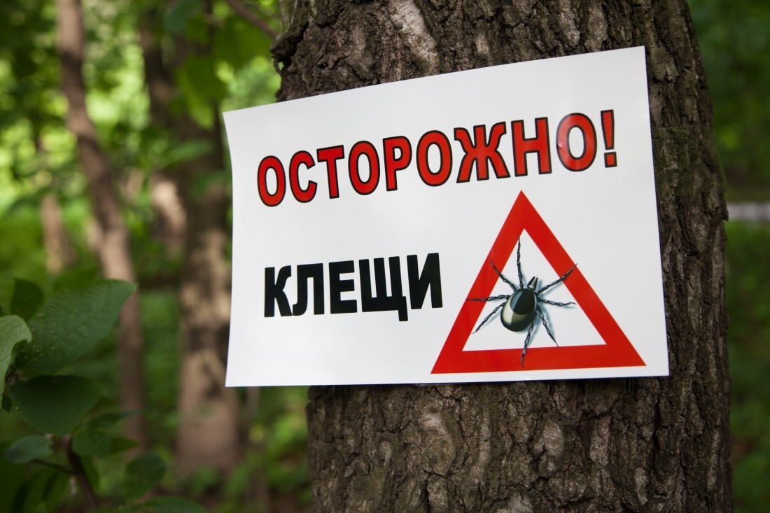 Осторожно: клещи!