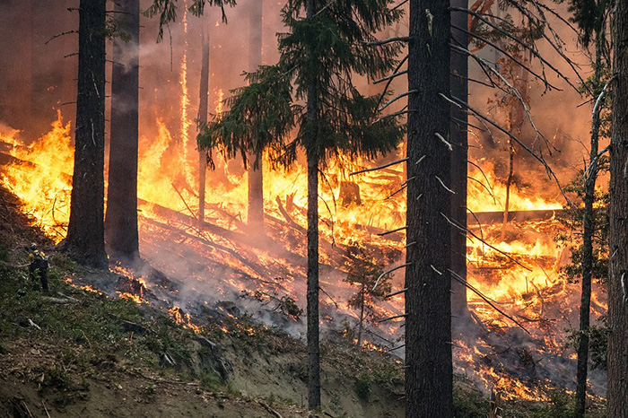 Минлесхоз: первые лесные пожары зафиксированы в Беларуси в начале апреля