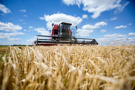 В Беларуси собран первый миллион тонн зерна и рапса