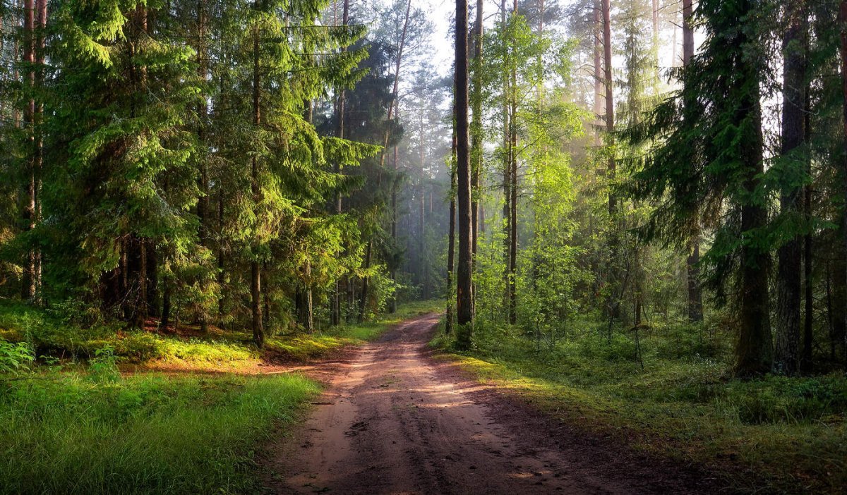 Из-за высокой пожароопасности запреты на посещение лесов были введены в Могилевской области