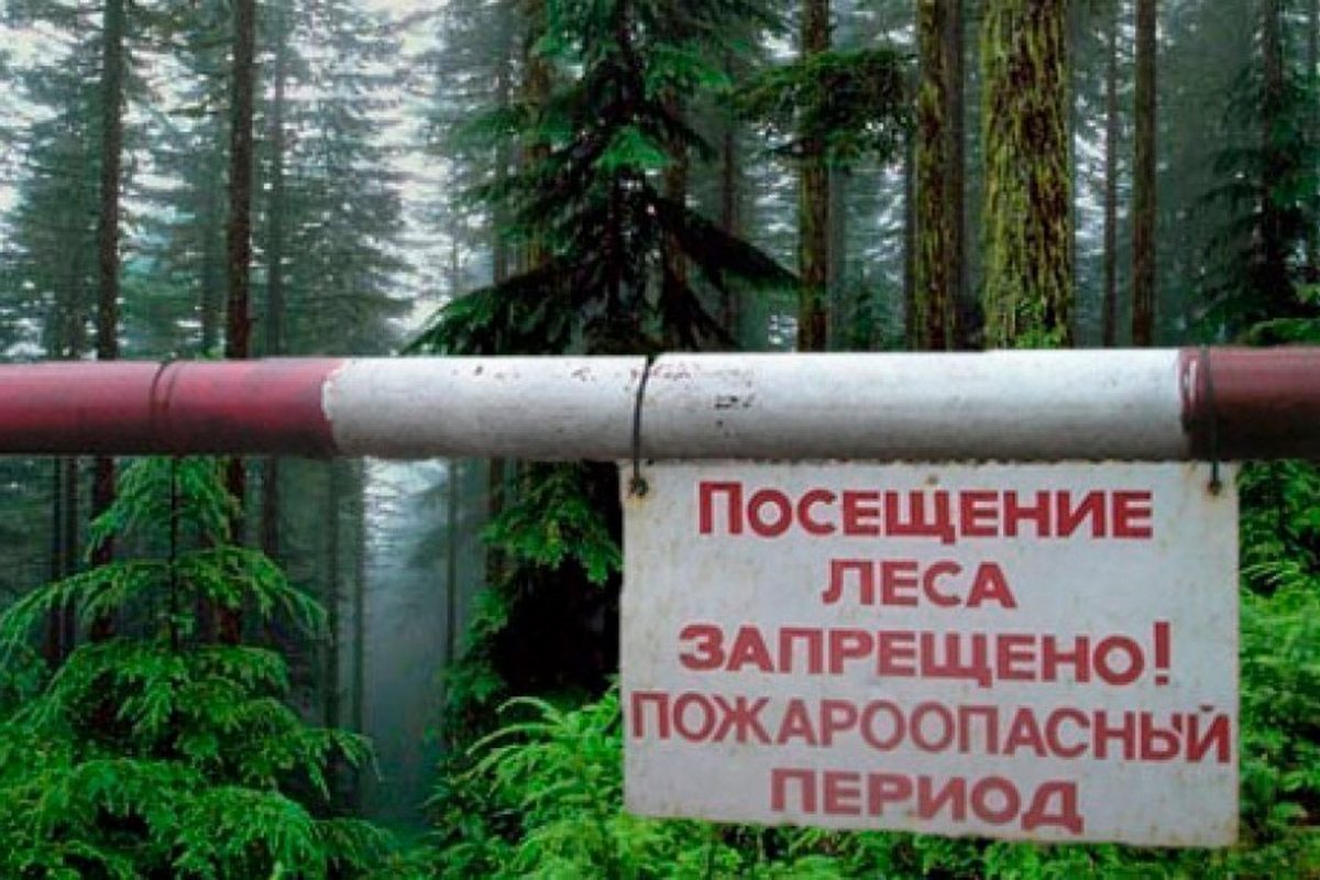 Из-за высокой пожароопасности запреты и ограничения на посещение лесов вводятся в больших масштабах