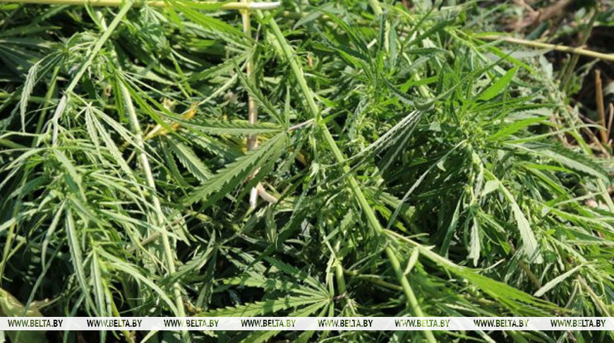 В Могилевской области с начала лета уничтожено 8 тонн наркосодержащих растений