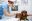 Интерес к вакцинации животных небольшой, но он есть. Кто и как прививает их от ковида в России