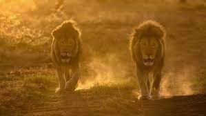 Двух львов планируют закупить в Могилевский зоосад