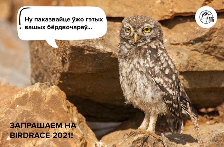 Стартовала запись на открытый чемпионат Беларуси по спортивной орнитологии BirdRace-2021