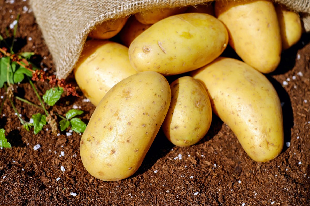 В Беларуси планируют собрать 5,8 млн т картофеля и 1,8 млн т овощей