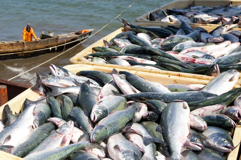 В Норвегии на рыбной ферме из-за утечки хлора погибли почти 100 тыс. лососей