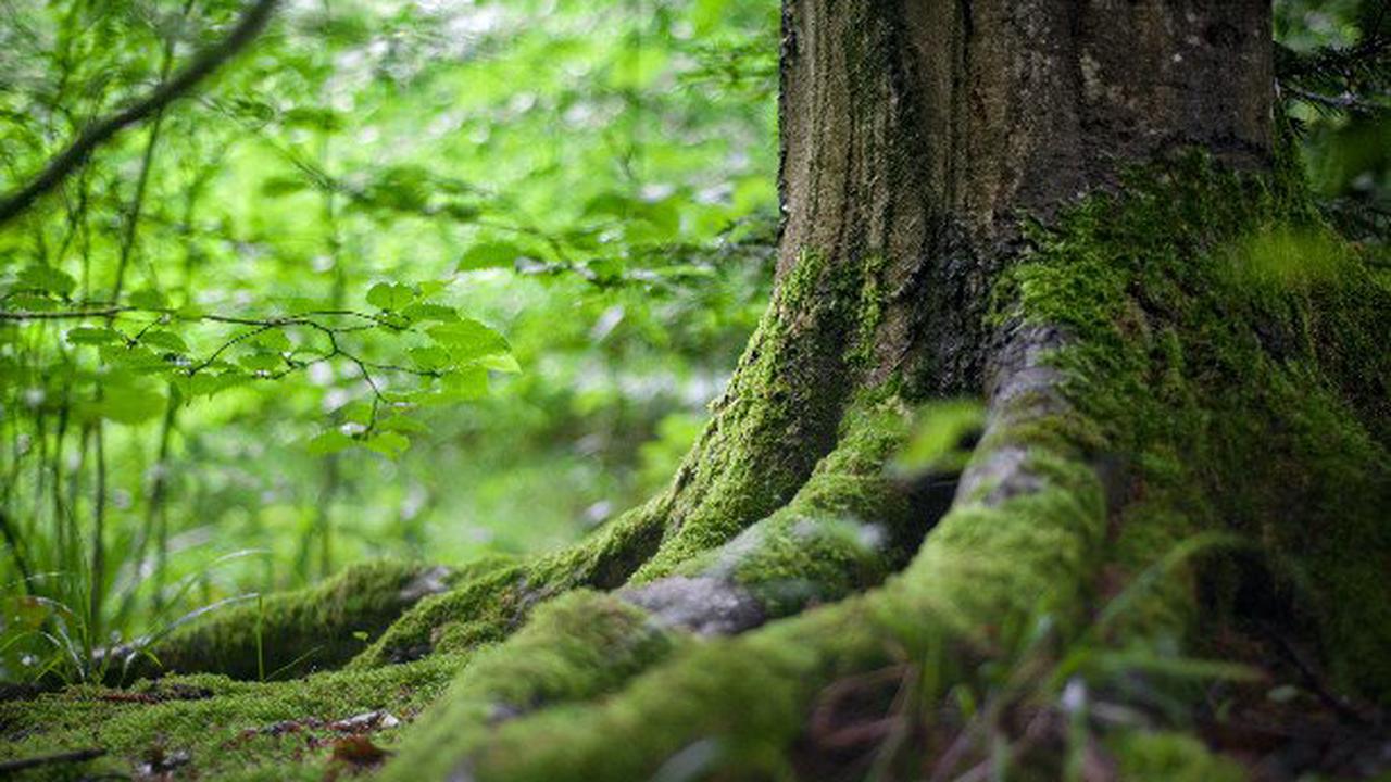 Четырех человек, заблудившихся в лесах Могилевской области, искали спасатели 1 сентября